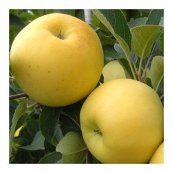 Jabloň ‘Oliwka Žltá’