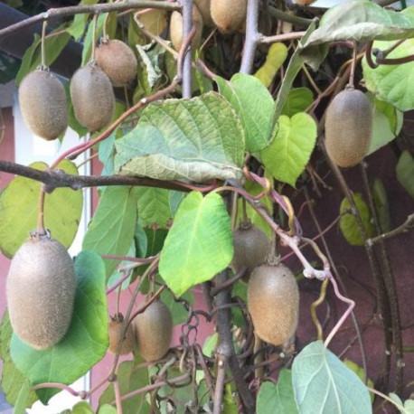 Kiwi veľkoplodé ZAKARPACIE