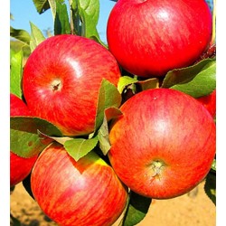 Jabloň ‘Topaz’